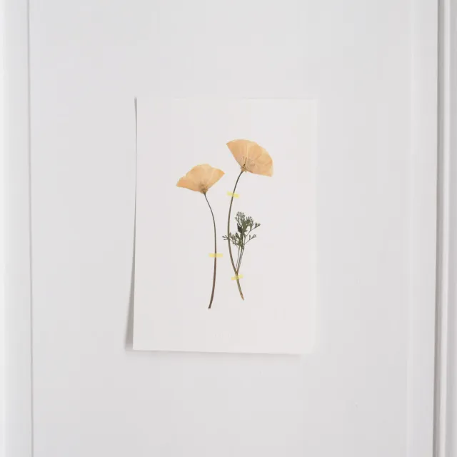 Horti Cali herbier encadré 21x30 pavots