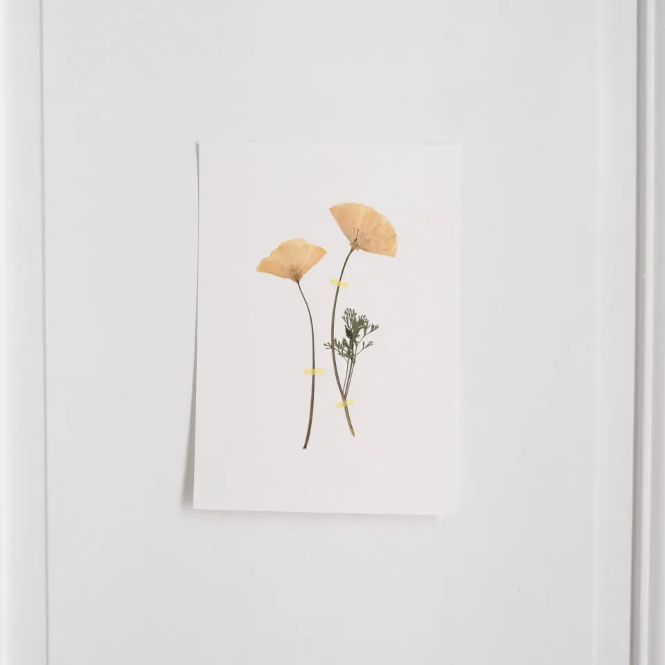 Horti Cali herbier encadré 21x30 pavots