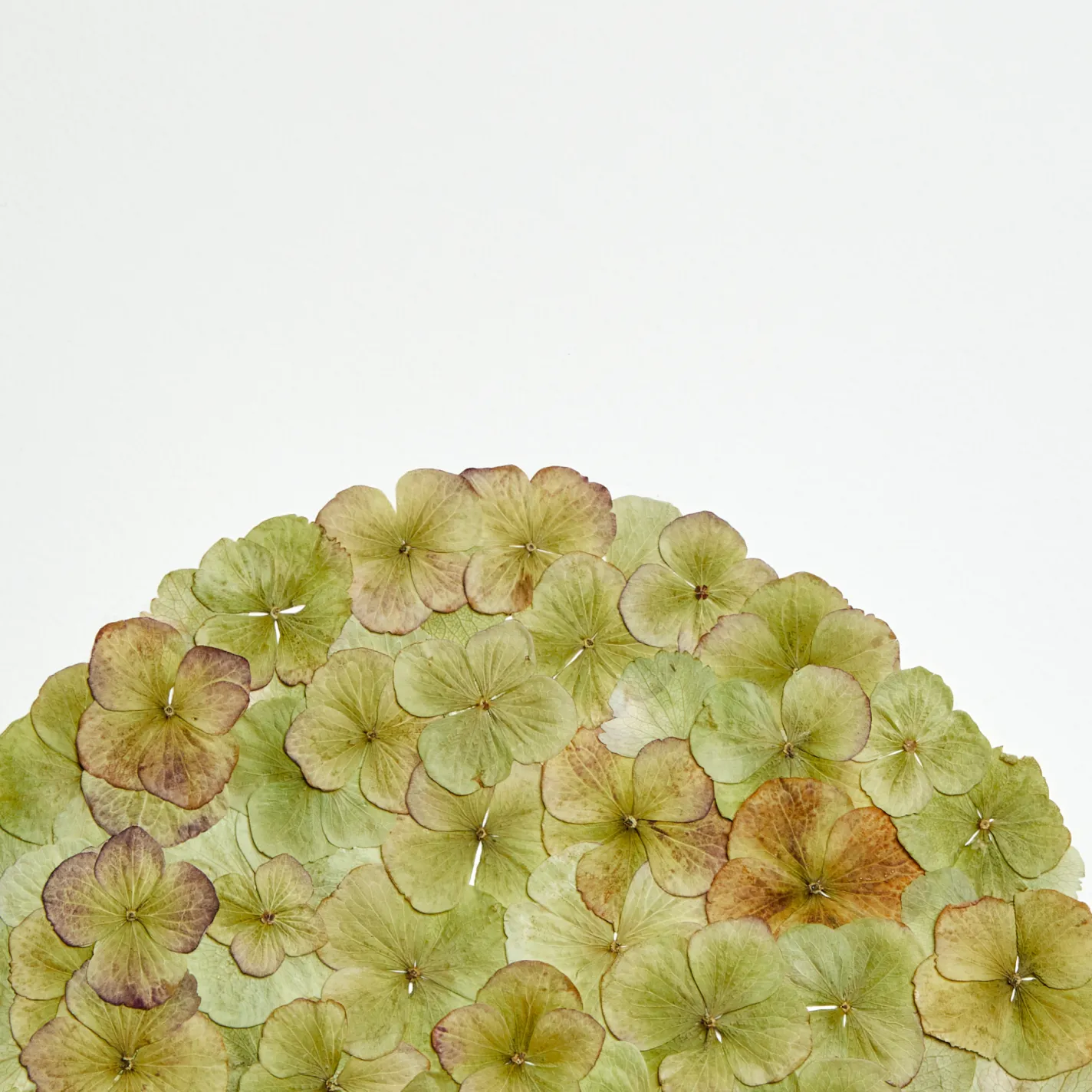Horti Psí herbier 30x40 cm hortensia encadré