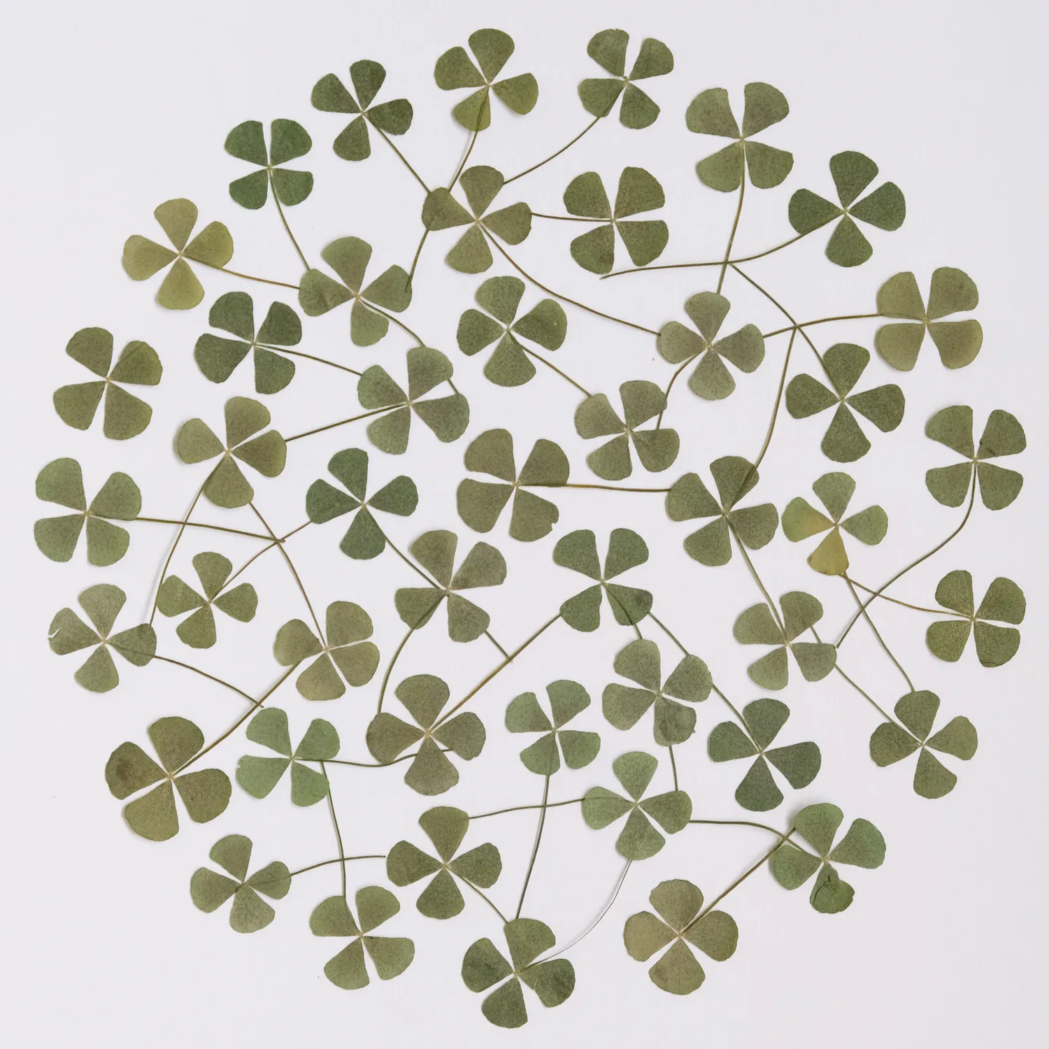 Horti Ego herbier encadré 30x40 trèfle