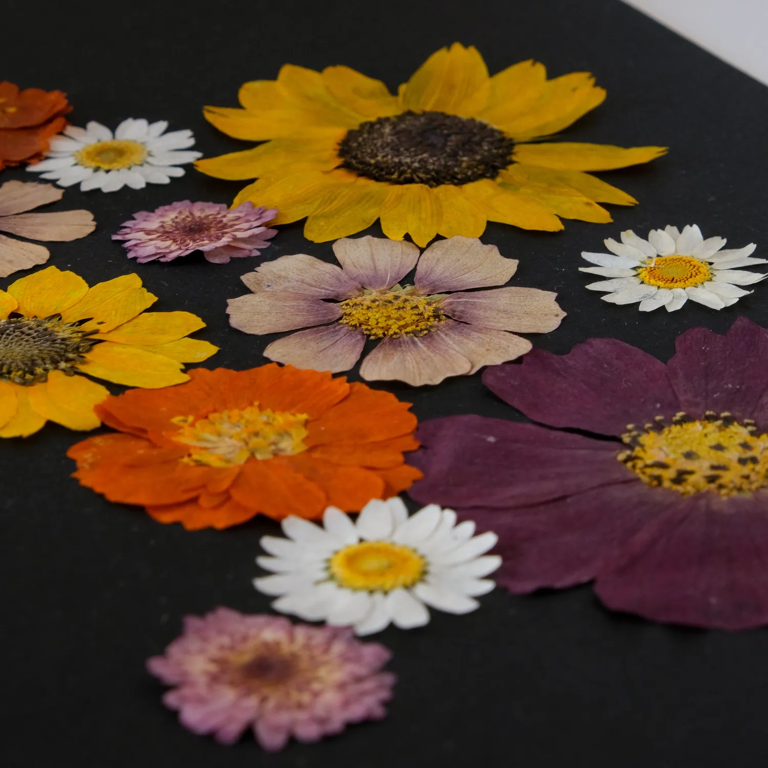Horti Mook herbier encadré 21x30cm tournesol