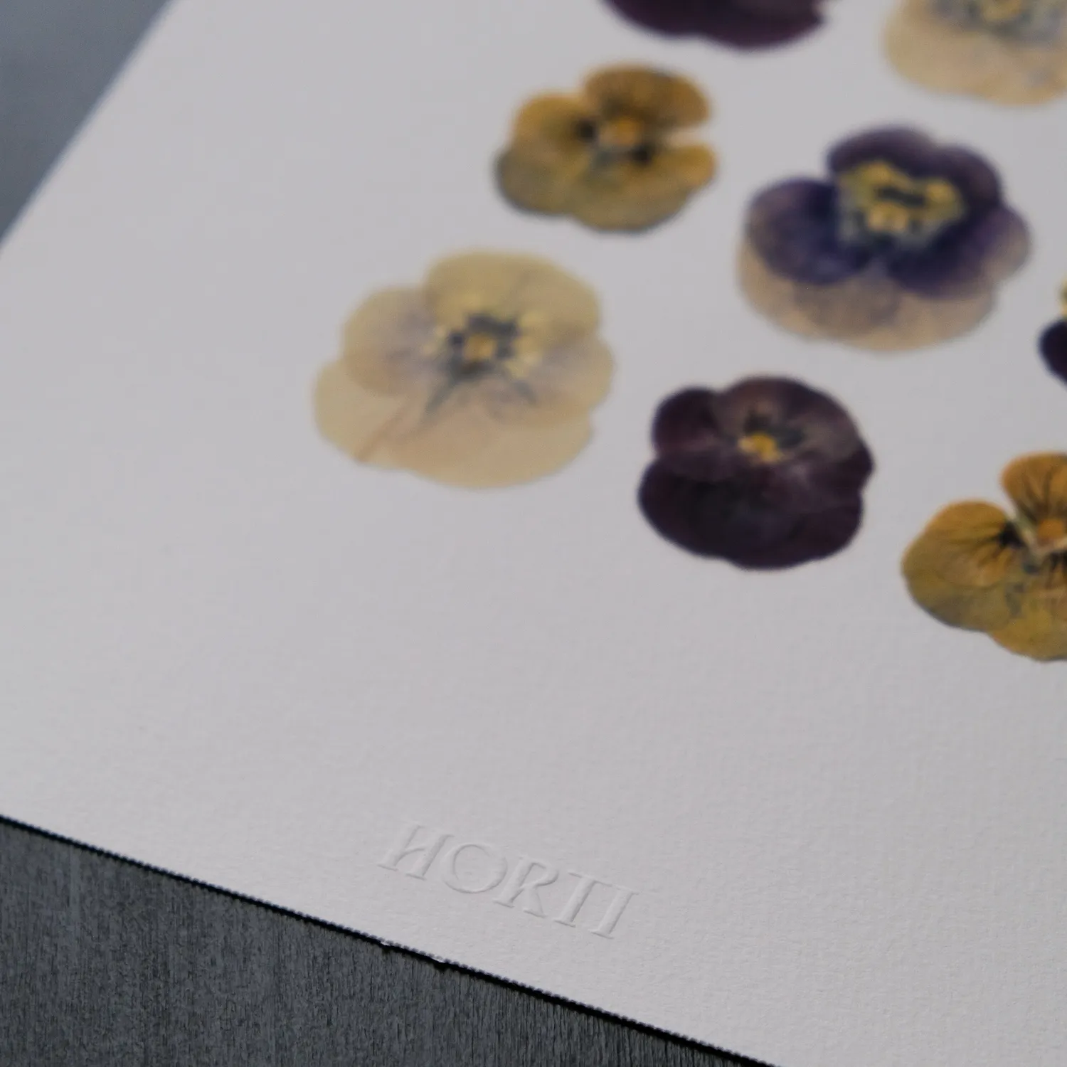 Horti PRUE herbier 21x30 cm pensée