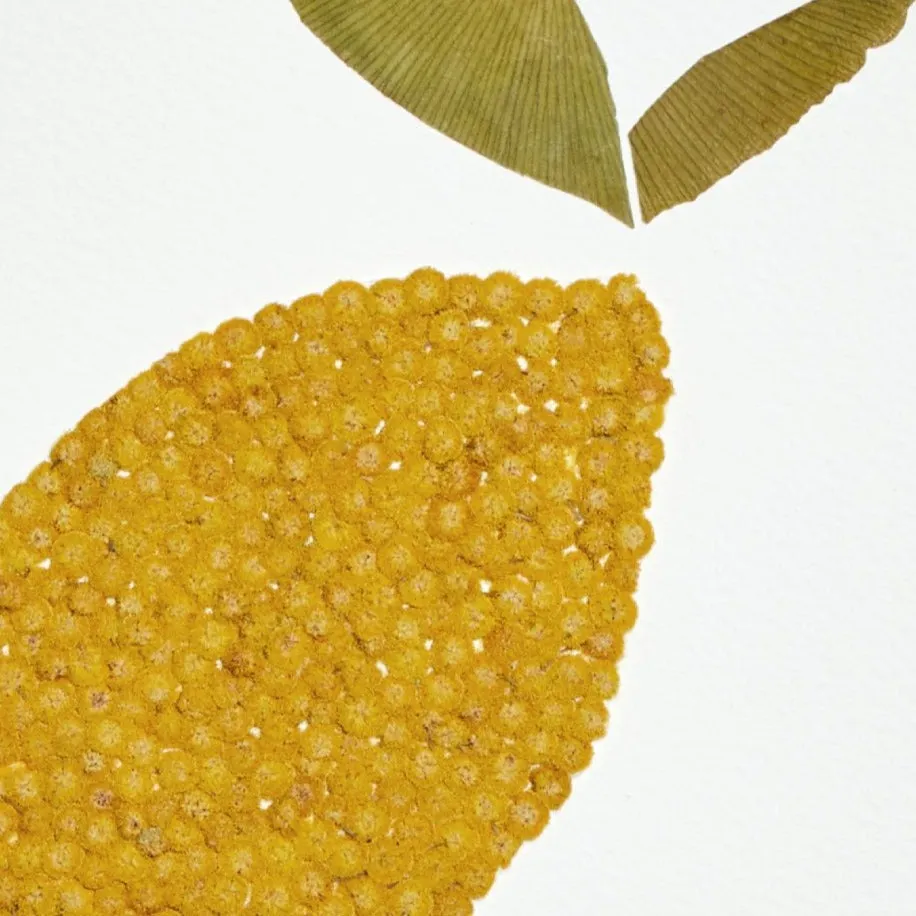 Horti Le Citron herbier encadré 21x30cm mimosa