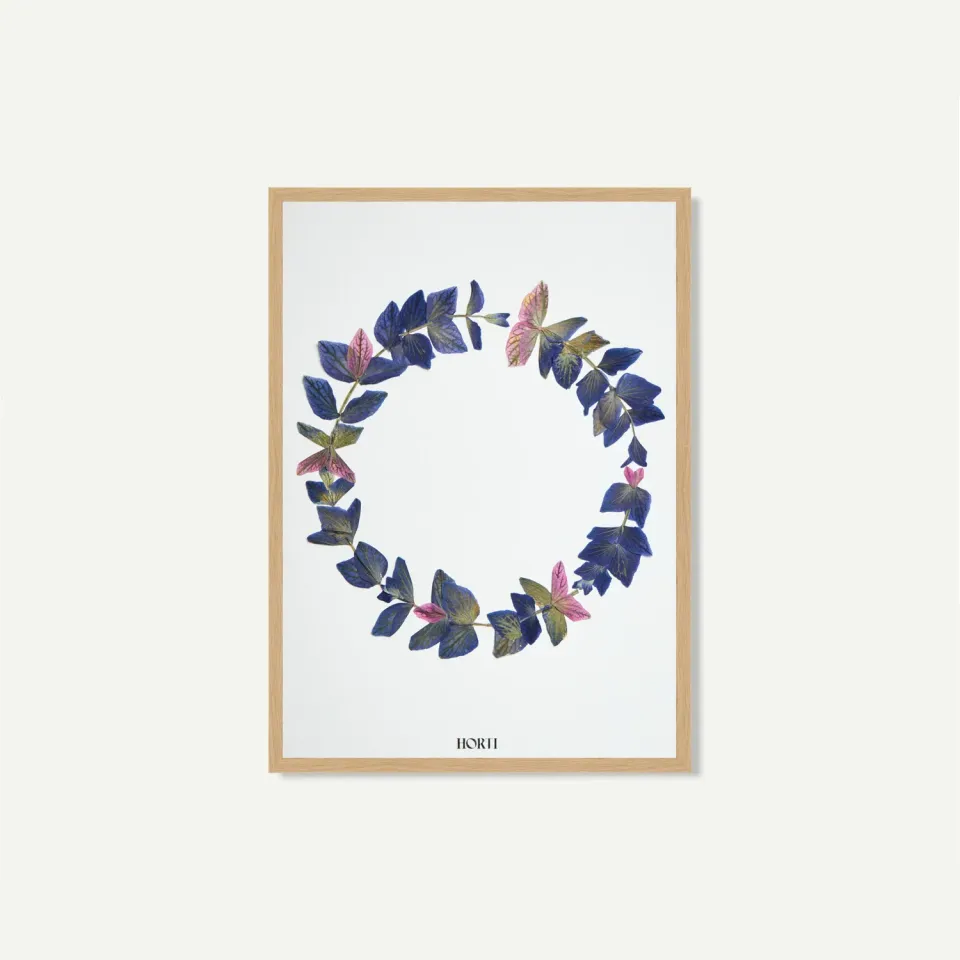 Horti Alò herbier encadré 21x30 sauge