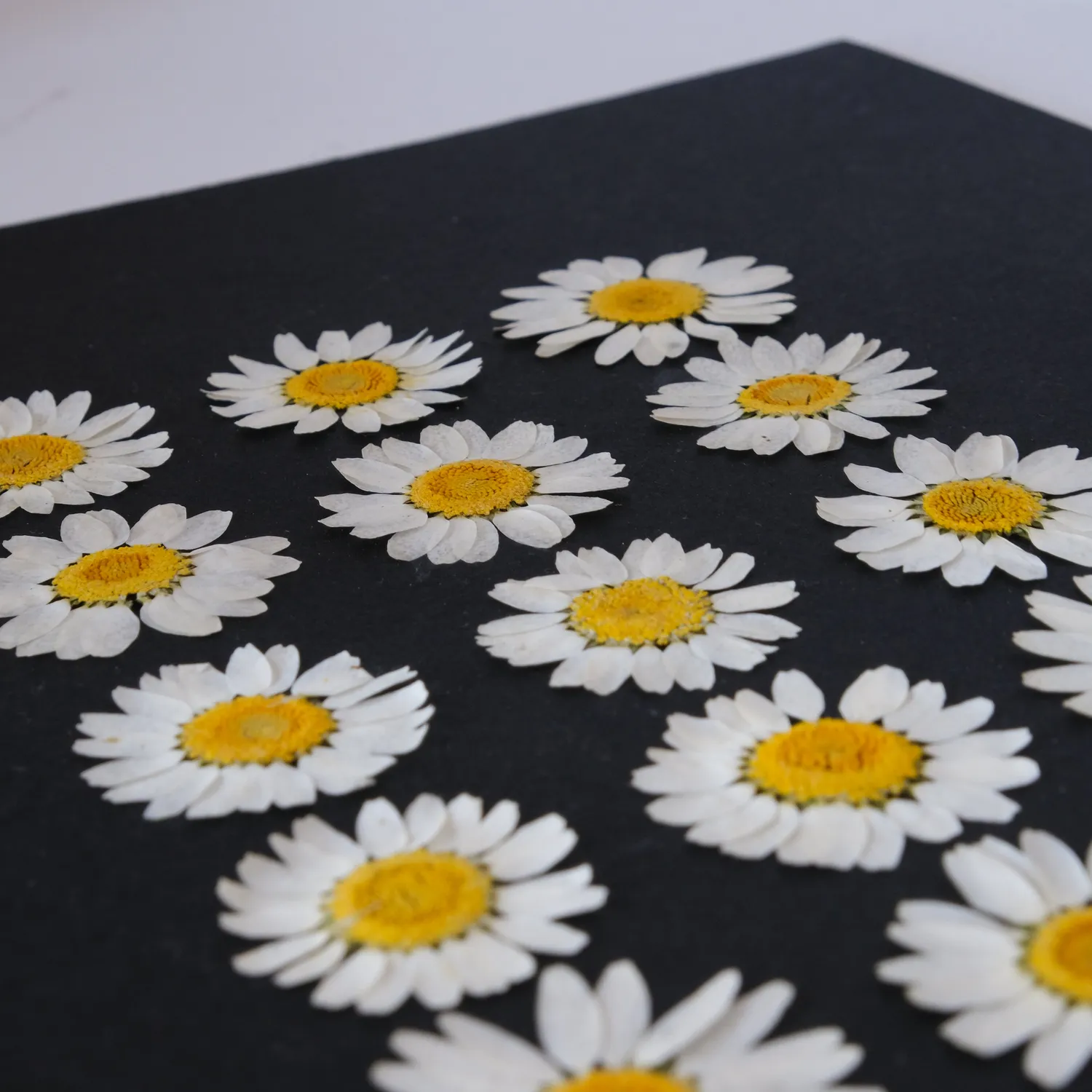 Horti Gemma herbier encadré 21x30cm marguerite
