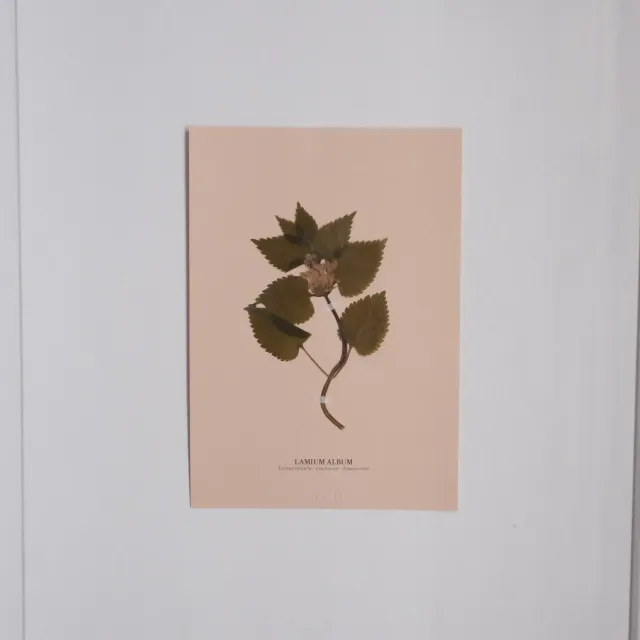 Horti Planche botanique N°05 herbier 21x30cm archive