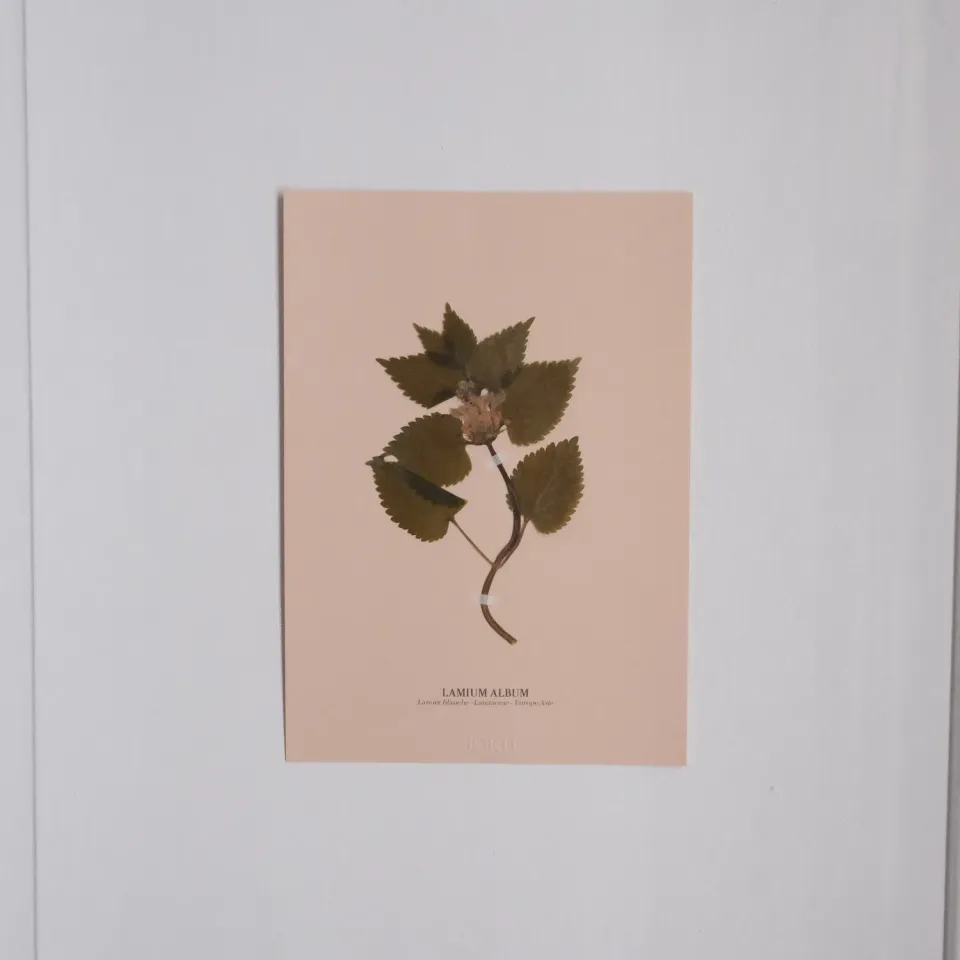Horti Planche botanique N°05 herbier 21x30cm archive
