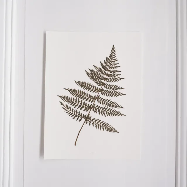 Horti Rombus herbier encadré 30x40 fougère