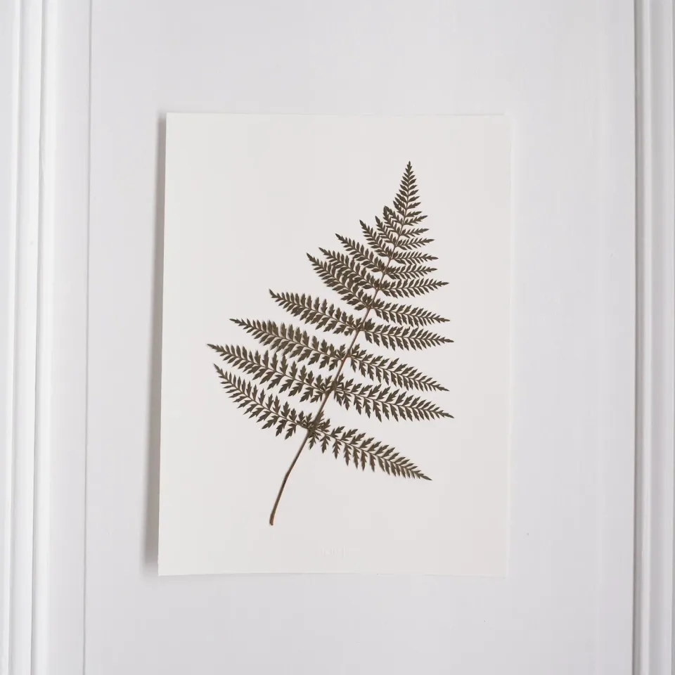 Horti Rombus herbier encadré 30x40 fougère
