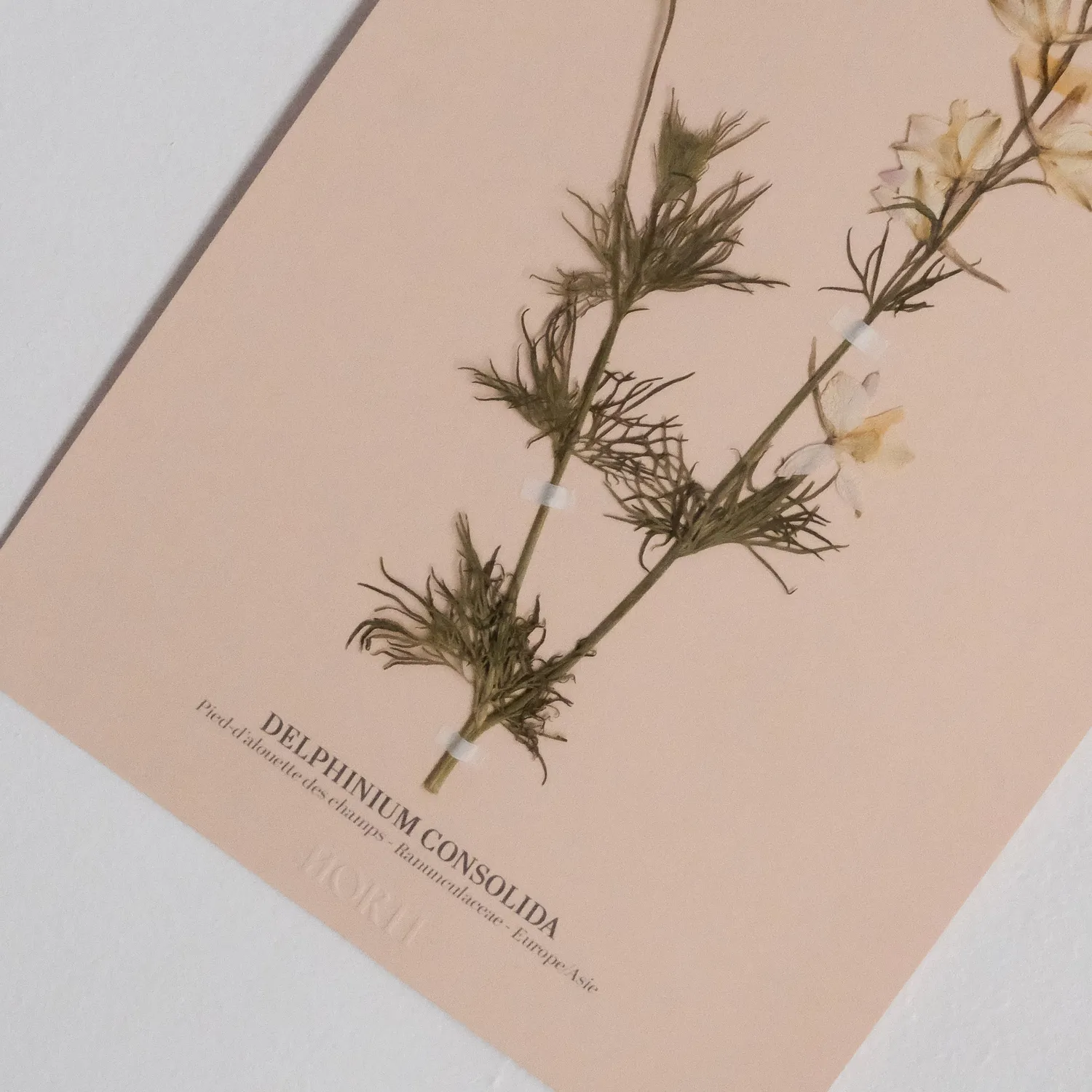Horti Planche botanique N°08 herbier 21x30