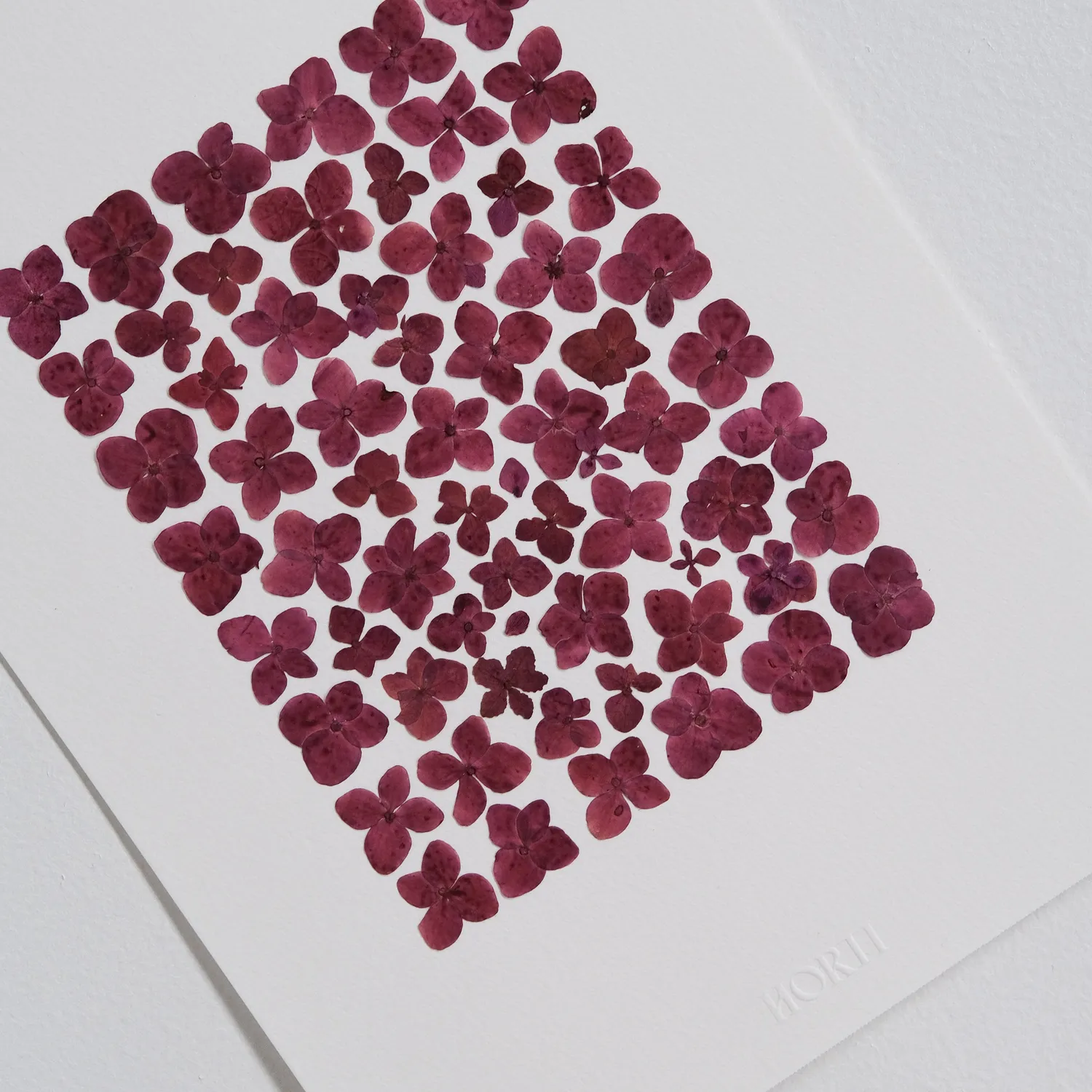 Horti Ivy herbier encadré 21x30 feuilles d'hortensia