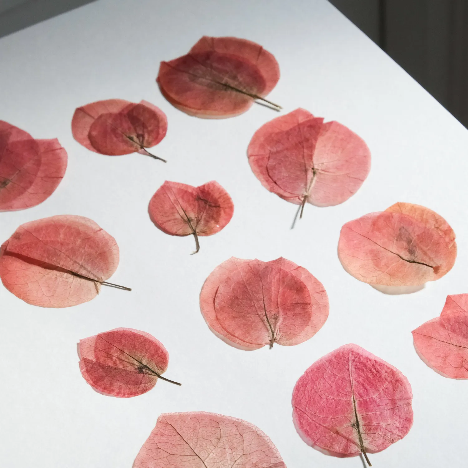 Horti Dot herbier encadré 21x30 bougainvilliers