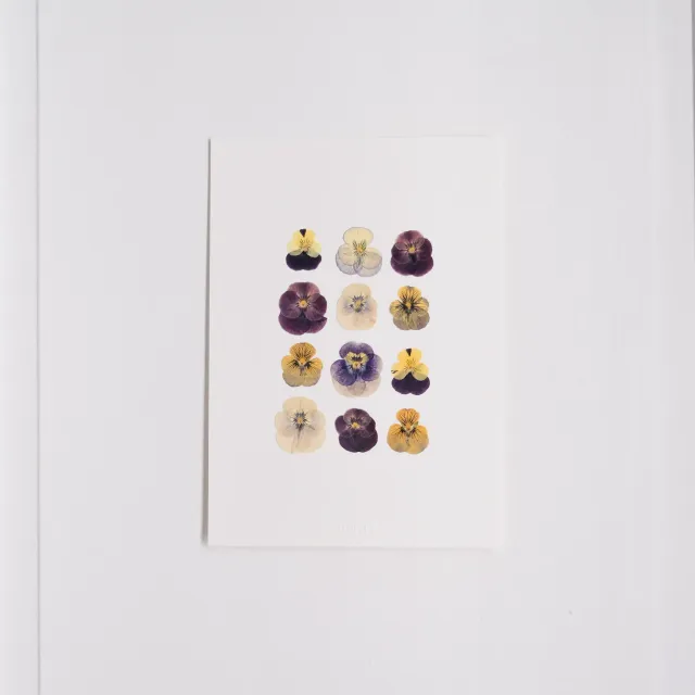 Horti PRUE herbier 21x30 cm pensée
