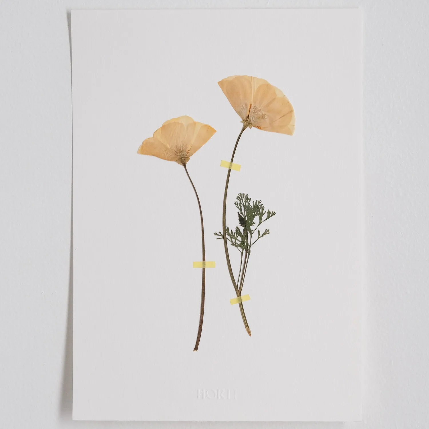 Horti Cali herbier encadré 21x30 pavots