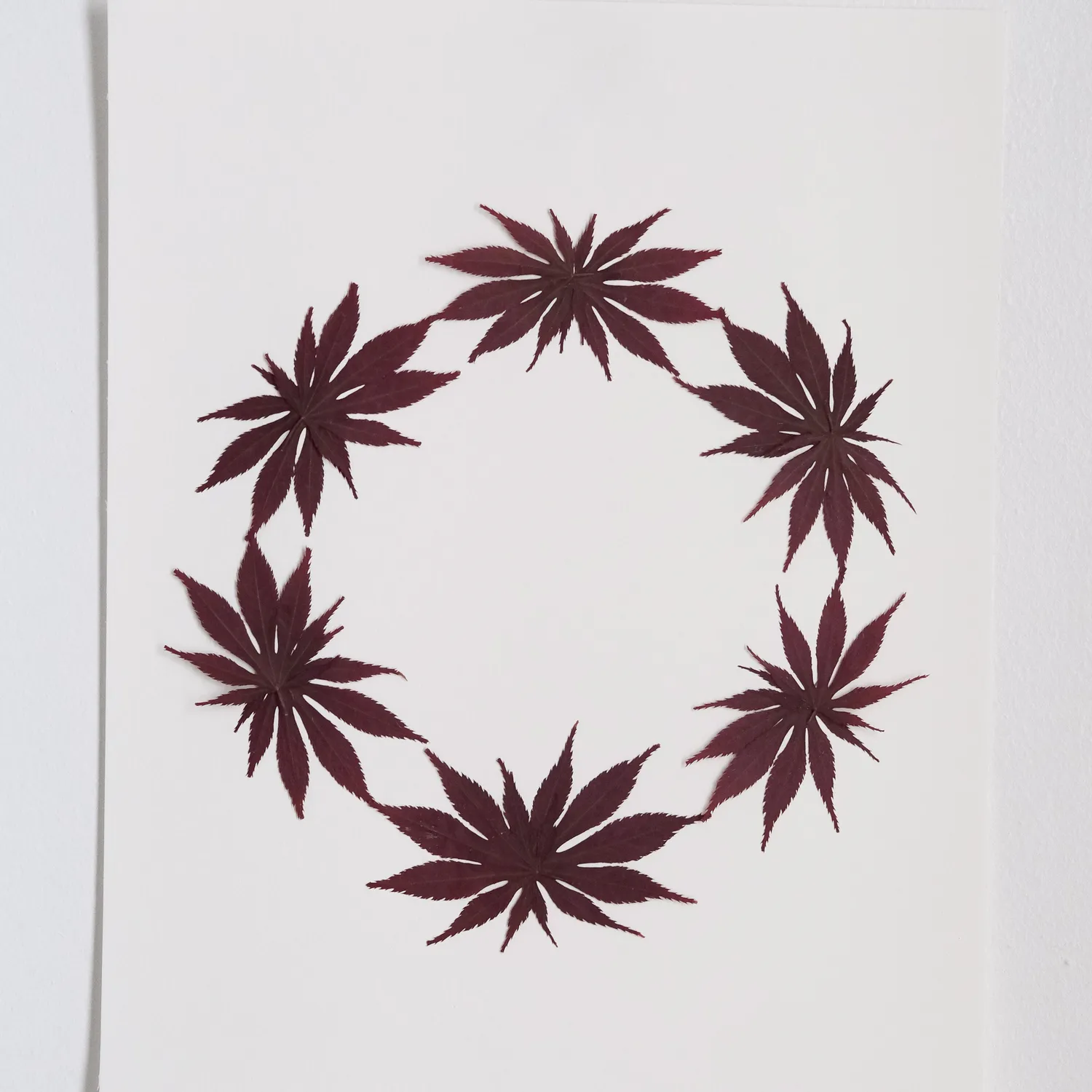 Horti Flit herbier encadré 30x40cm érable