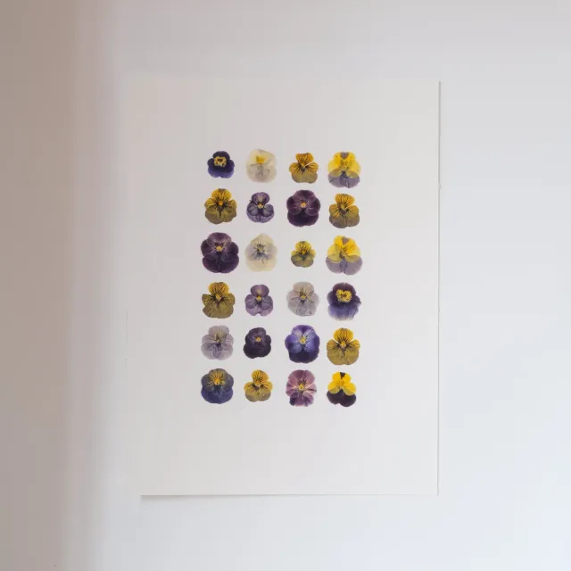 Horti Piper herbier encadré 30x40 pensées
