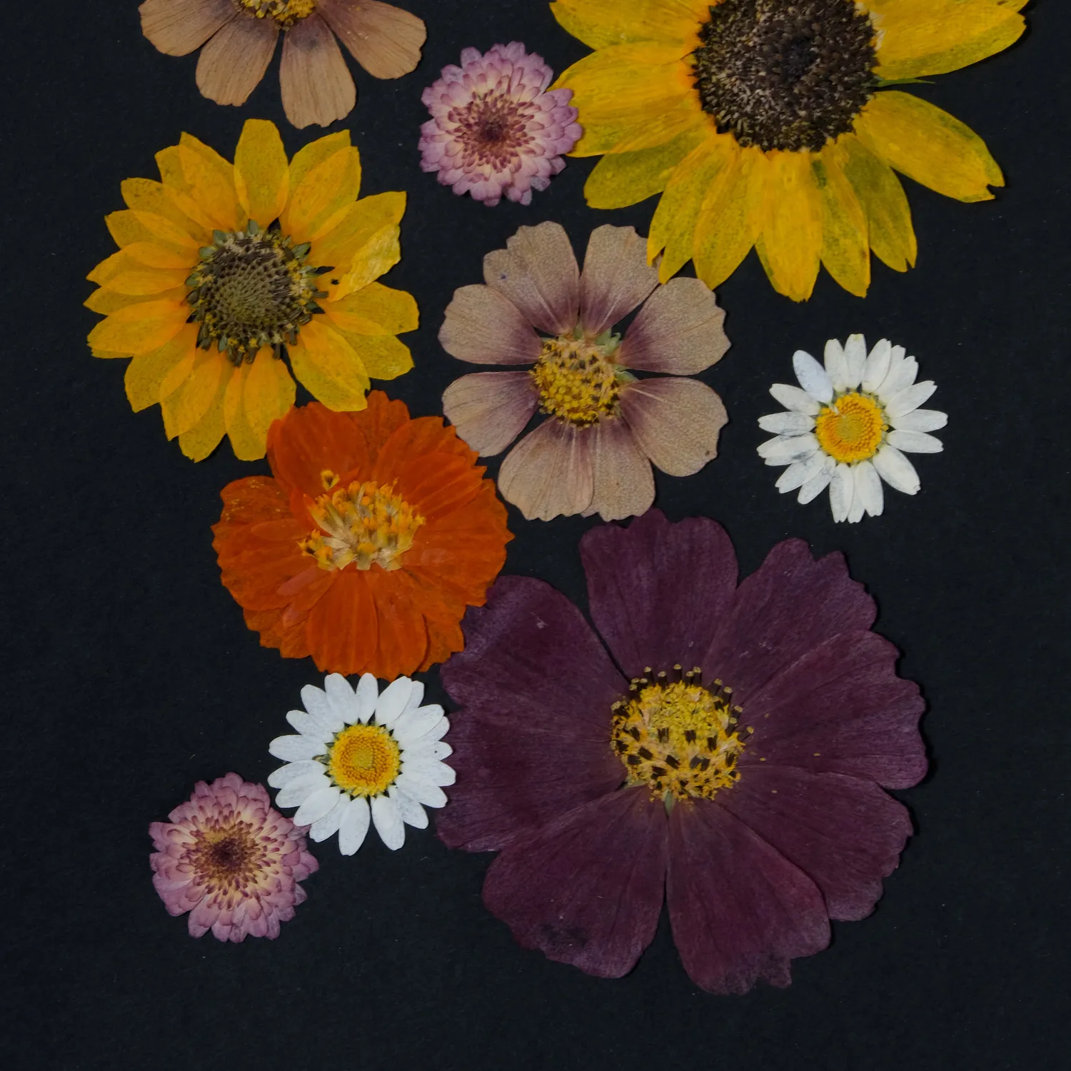 Horti Mook herbier encadré 21x30cm tournesol