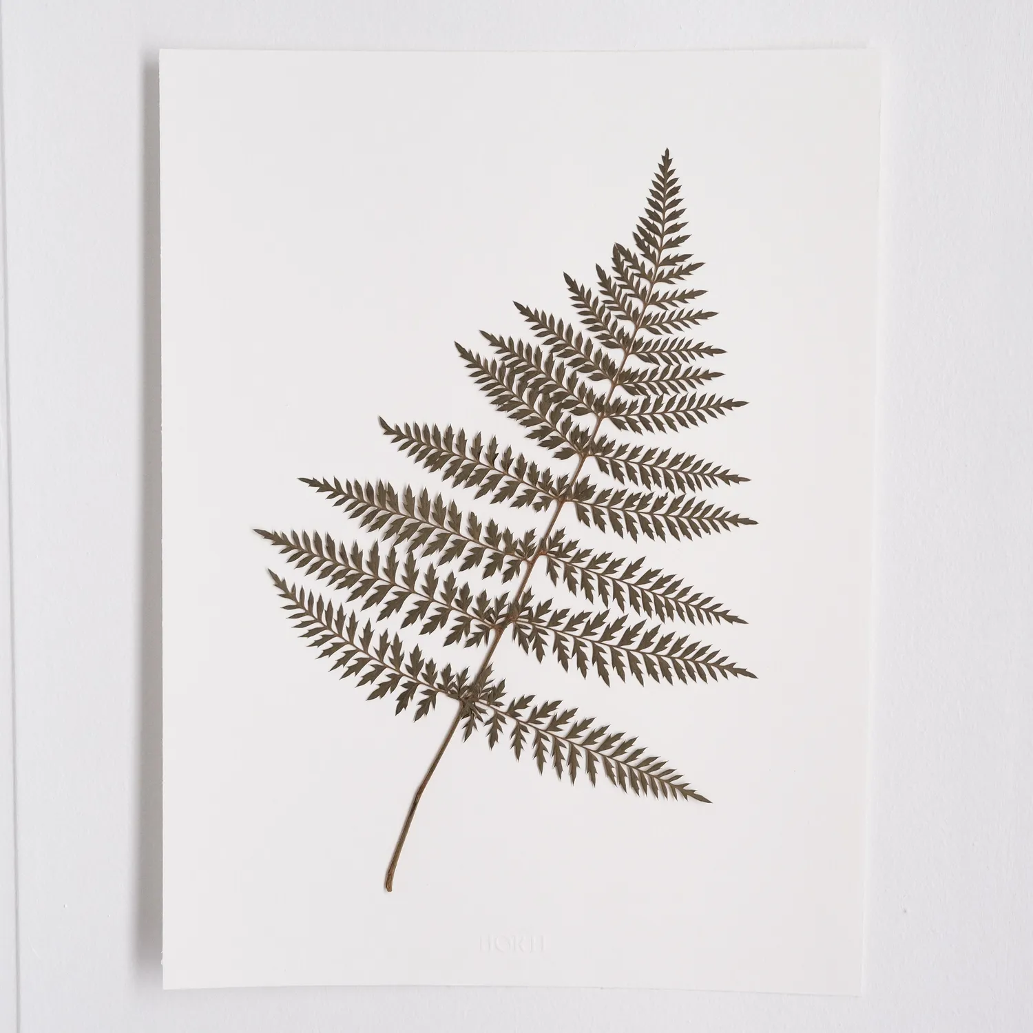 Horti Rombus herbier encadré 30x40 fougère