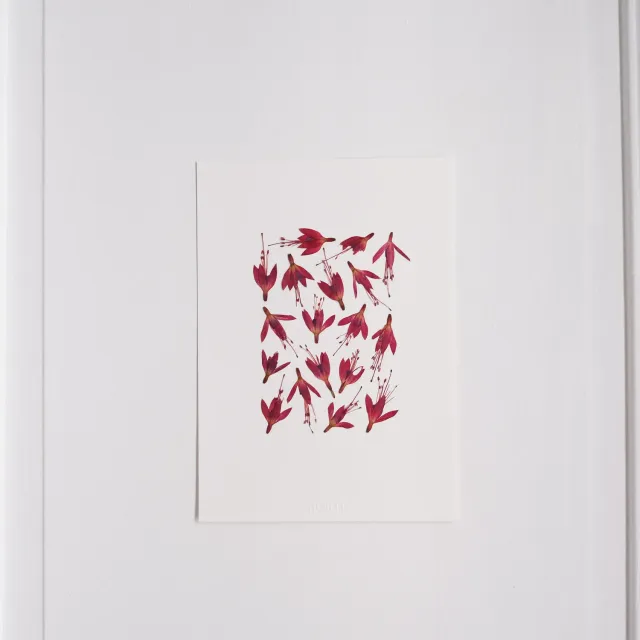 Horti Wasø herbier encadré 21x30 fuchsia