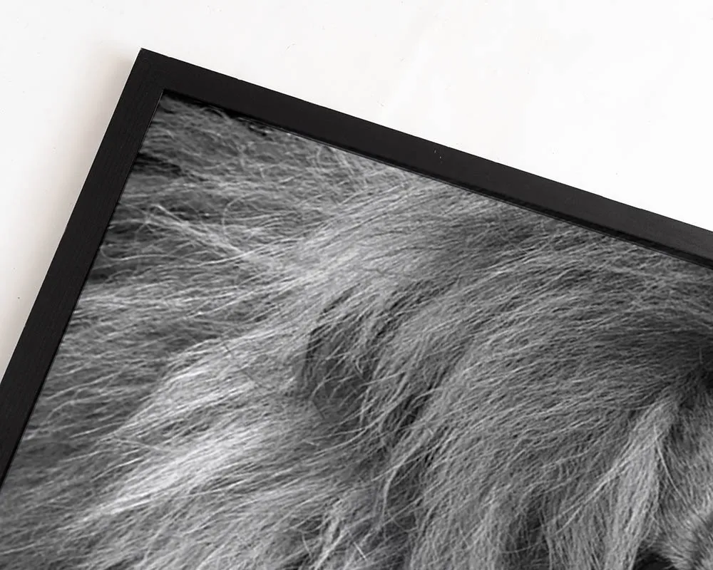 Any Image Lion King in B&W photo encadrée 100x140 noir