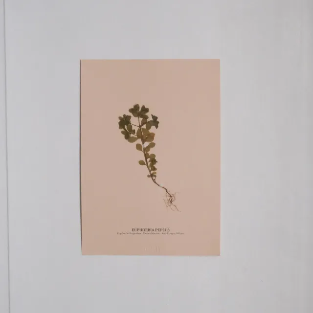 Horti Planche botanique N°03 herbier 21x30 cm encadré