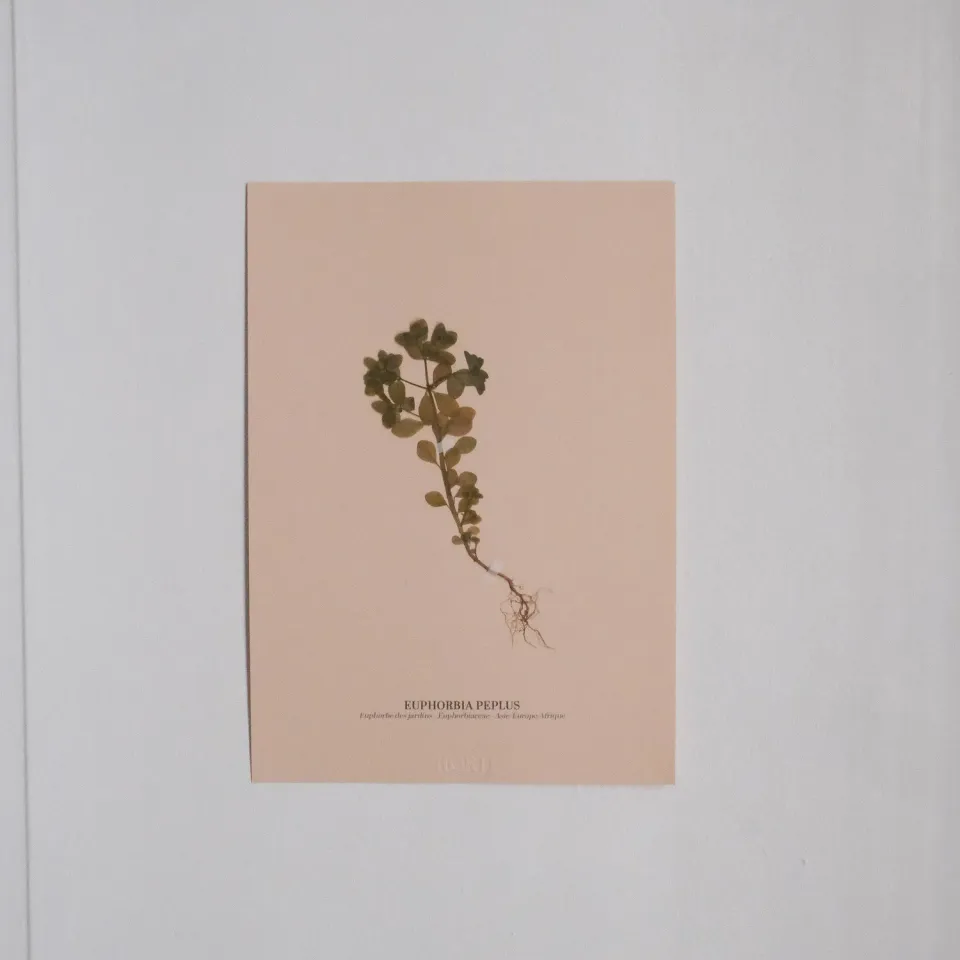 Horti Planche botanique N°03 herbier 21x30 cm encadré