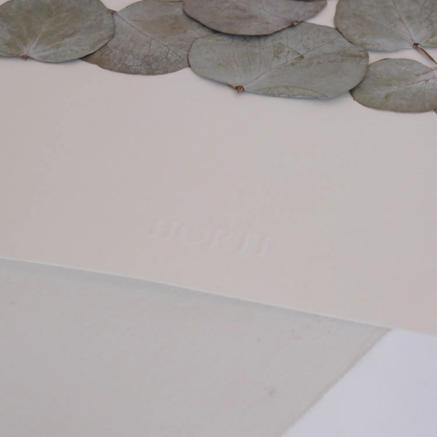 Horti Tuk herbier encadré 30x40 eucalyptus