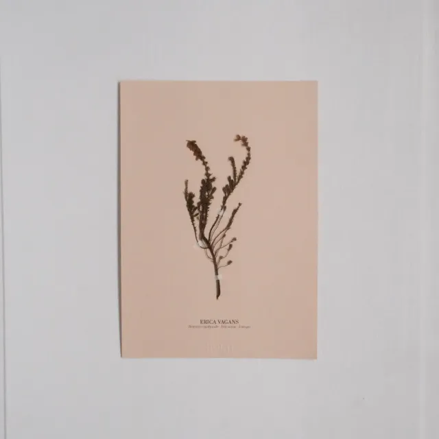 Horti Planche botanique N°10 herbier 21x30cm archive
