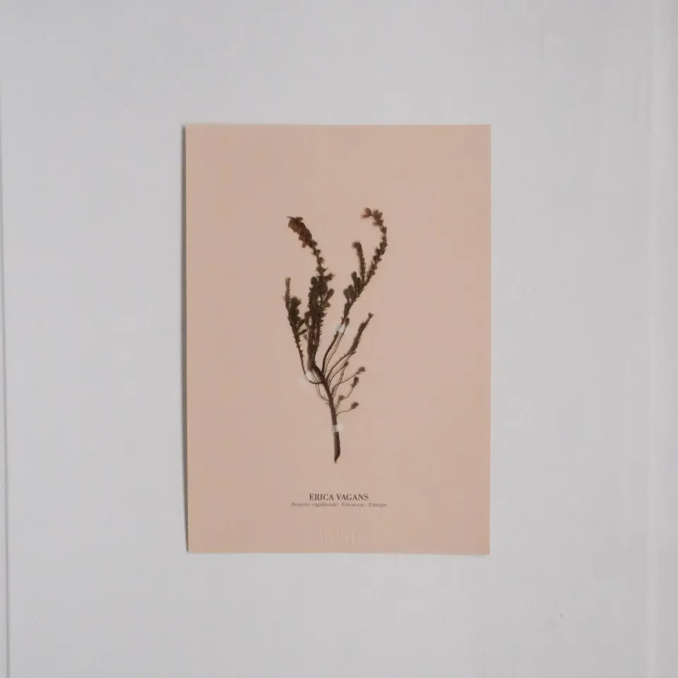 Horti Planche botanique N°10 herbier 21x30cm archive