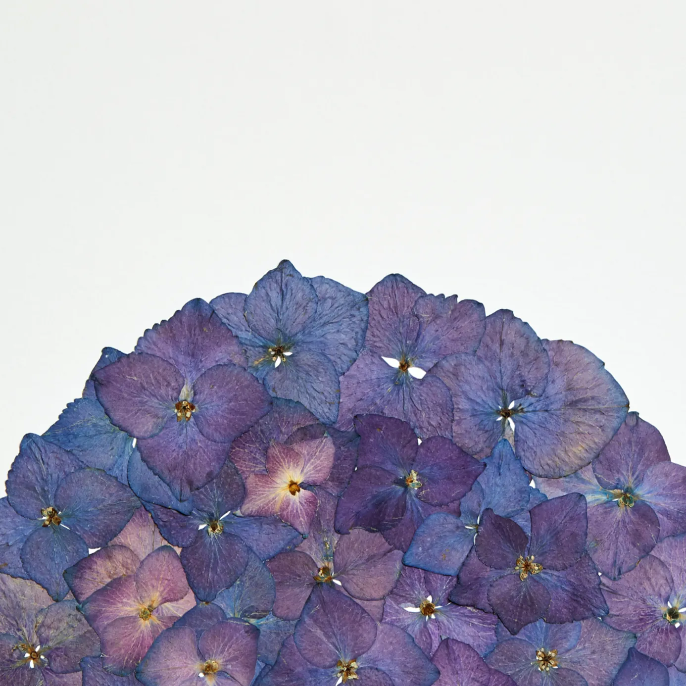 Horti NÉO herbier 30x40 cm hortensia
