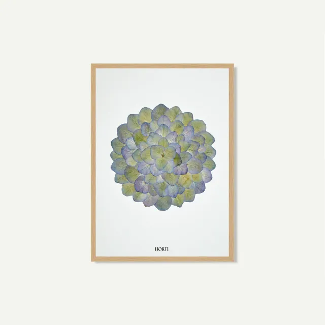 Horti DÉMO herbier 21x30 cm hortensia