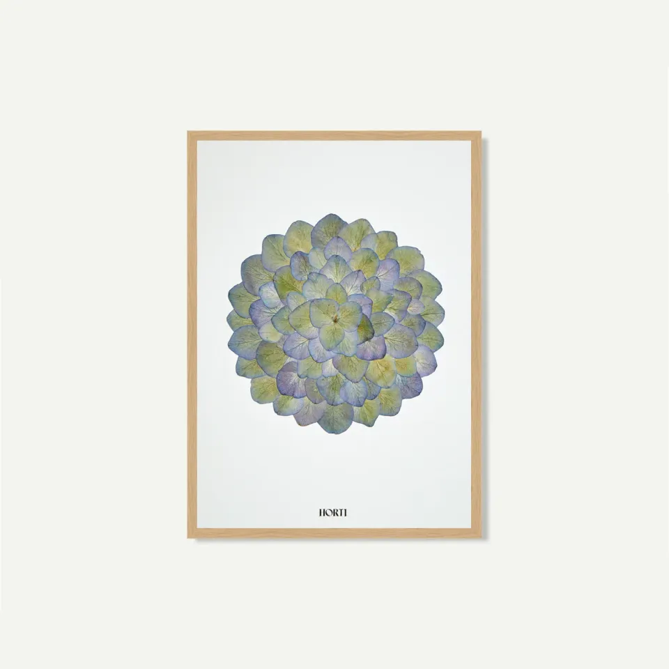 Horti DÉMO herbier 21x30 cm hortensia