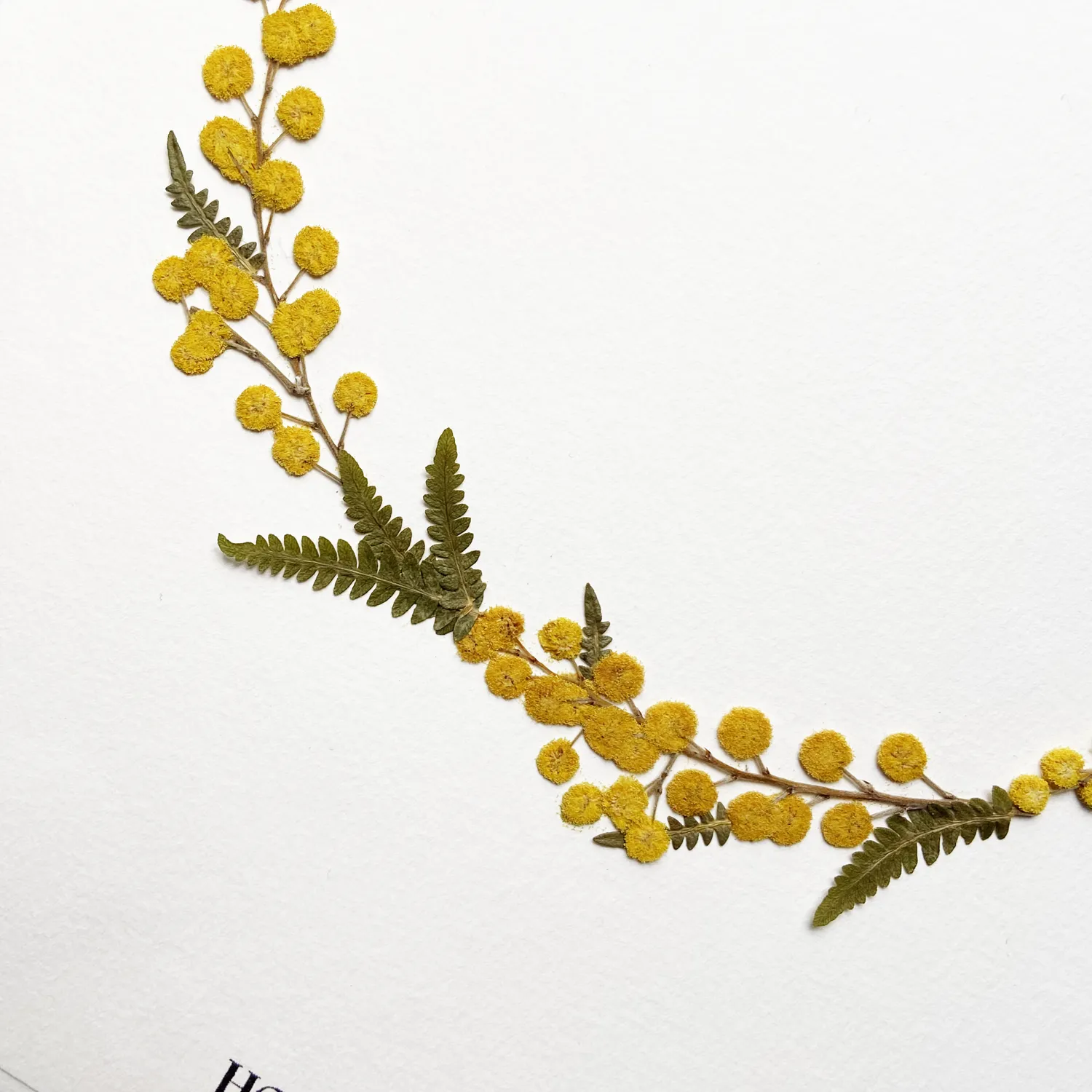 Horti MIMO herbier 21x30 cm mimosa et fougère