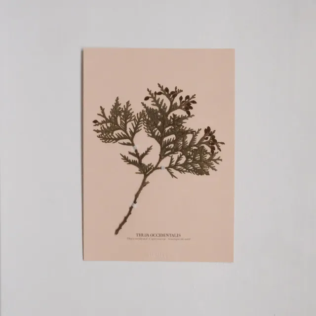 Horti Planche botanique N°11 herbier 21x30 cm archive