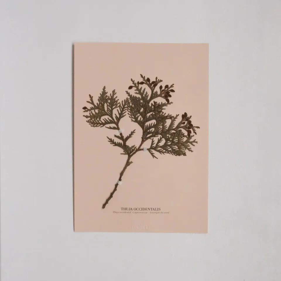 Horti Planche botanique N°11 herbier 21x30 cm archive