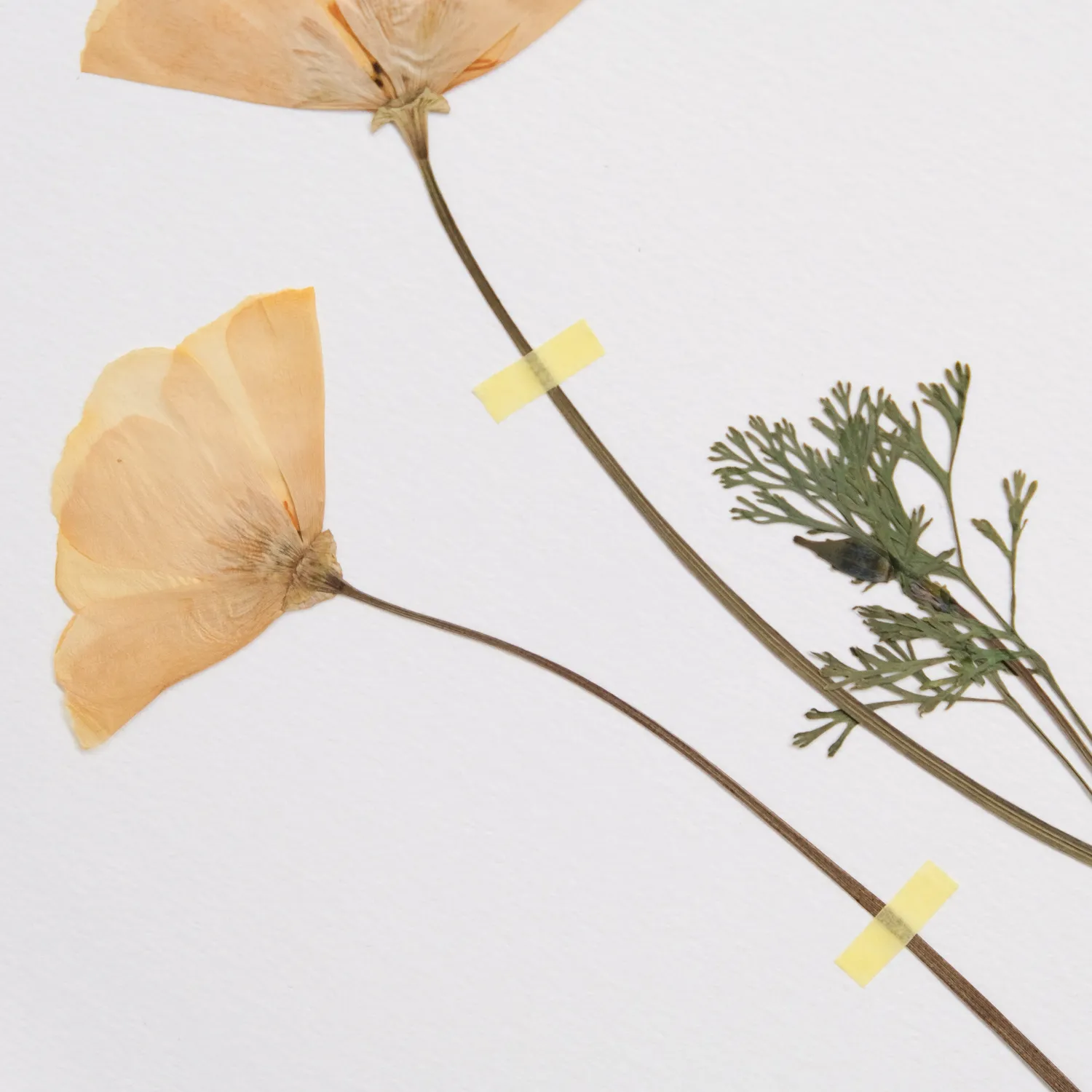 Horti Cali herbier encadré 21x30 pavots
