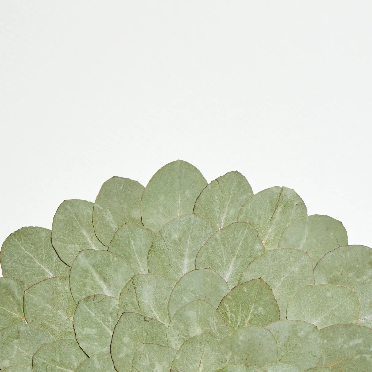 Horti Zip herbier encadré 30x40 eucalyptus