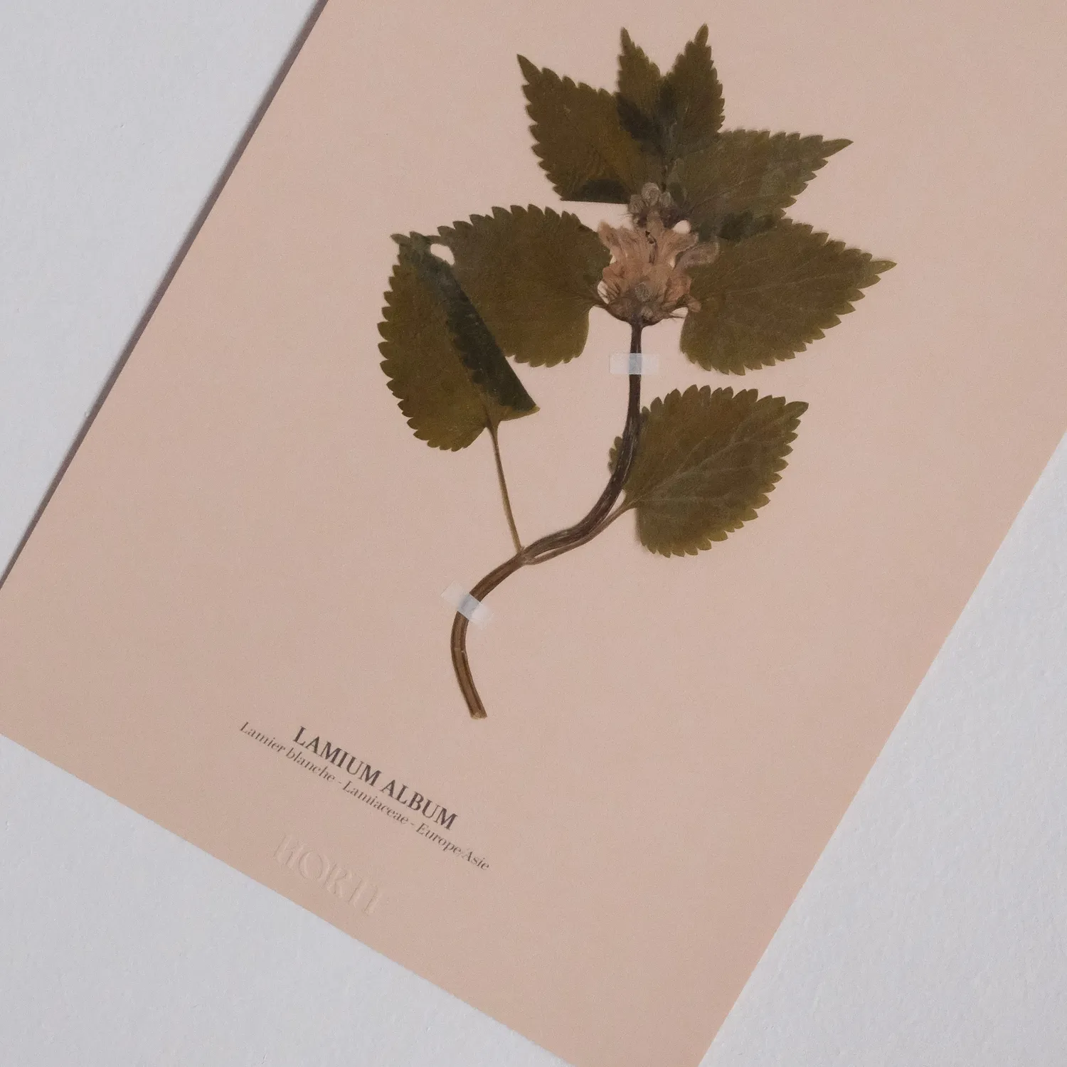 Horti Planche botanique N°05 herbier 21x30cm archive