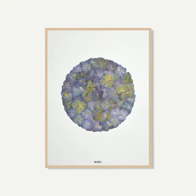 Horti Eole herbier encadré 30x40cm hortensia