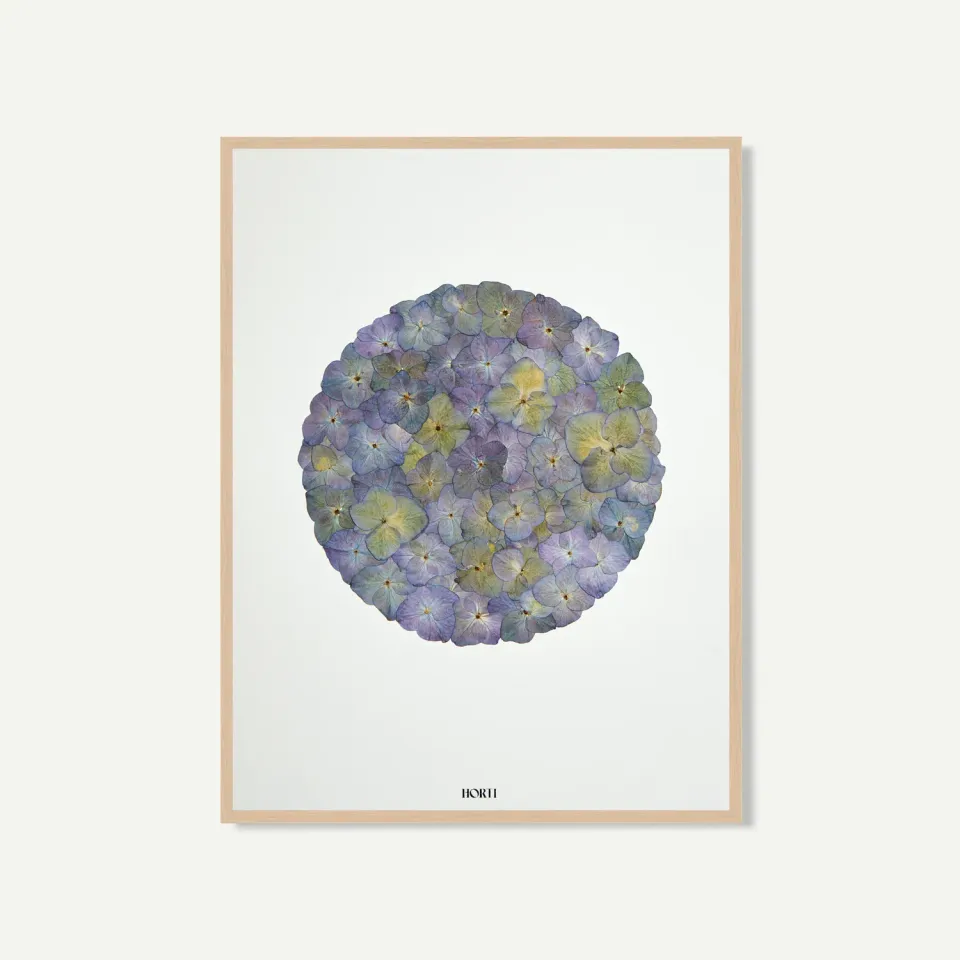 Horti Eole herbier encadré 30x40cm hortensia