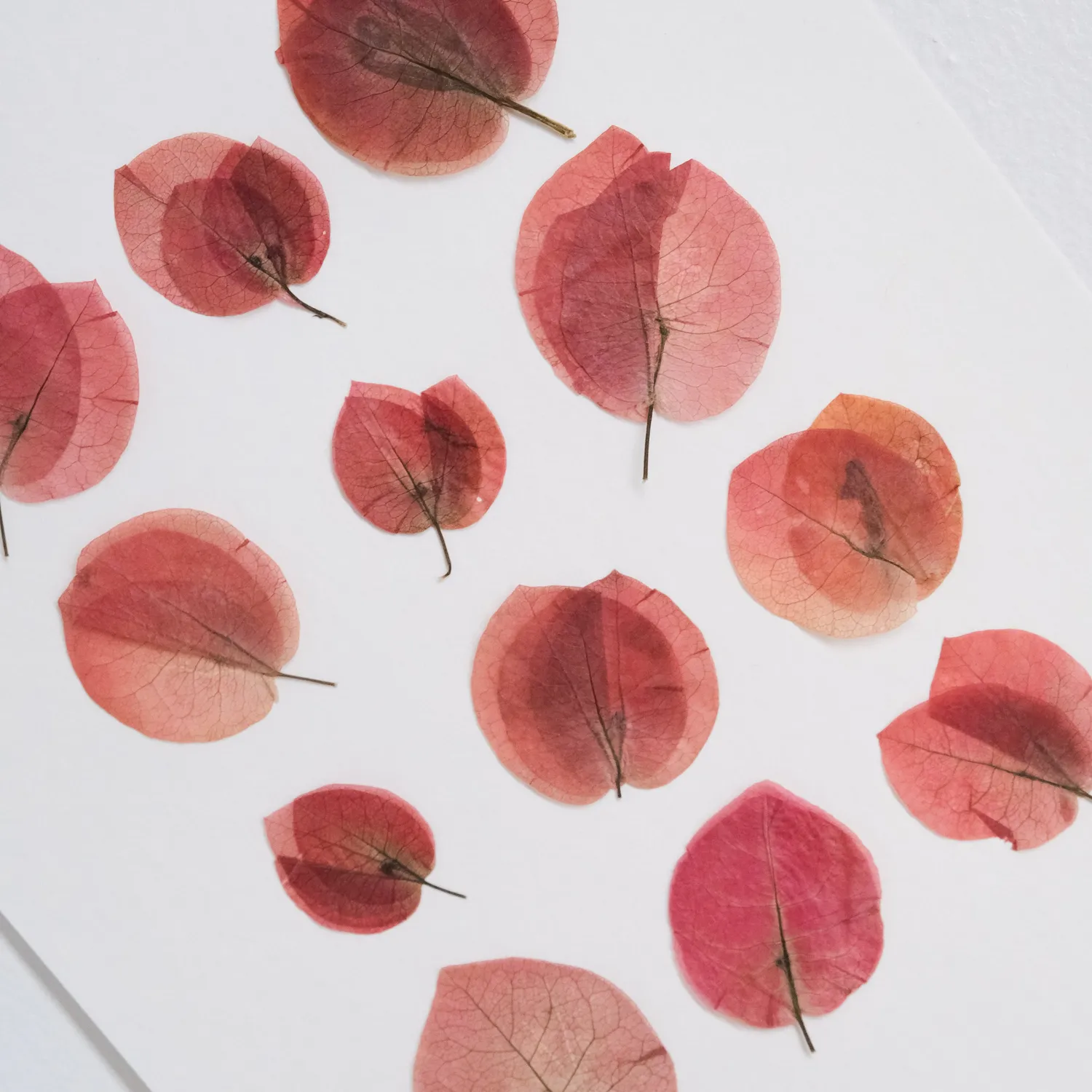 Horti Dot herbier encadré 21x30 bougainvilliers