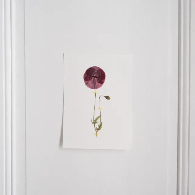 Horti Poppy herbier encadré 21x30cm coquelicot