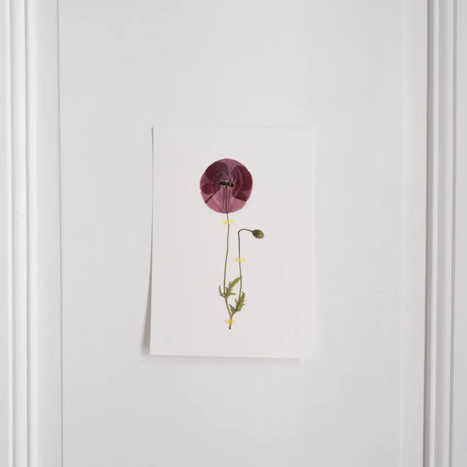 Horti Poppy herbier encadré 21x30cm coquelicot