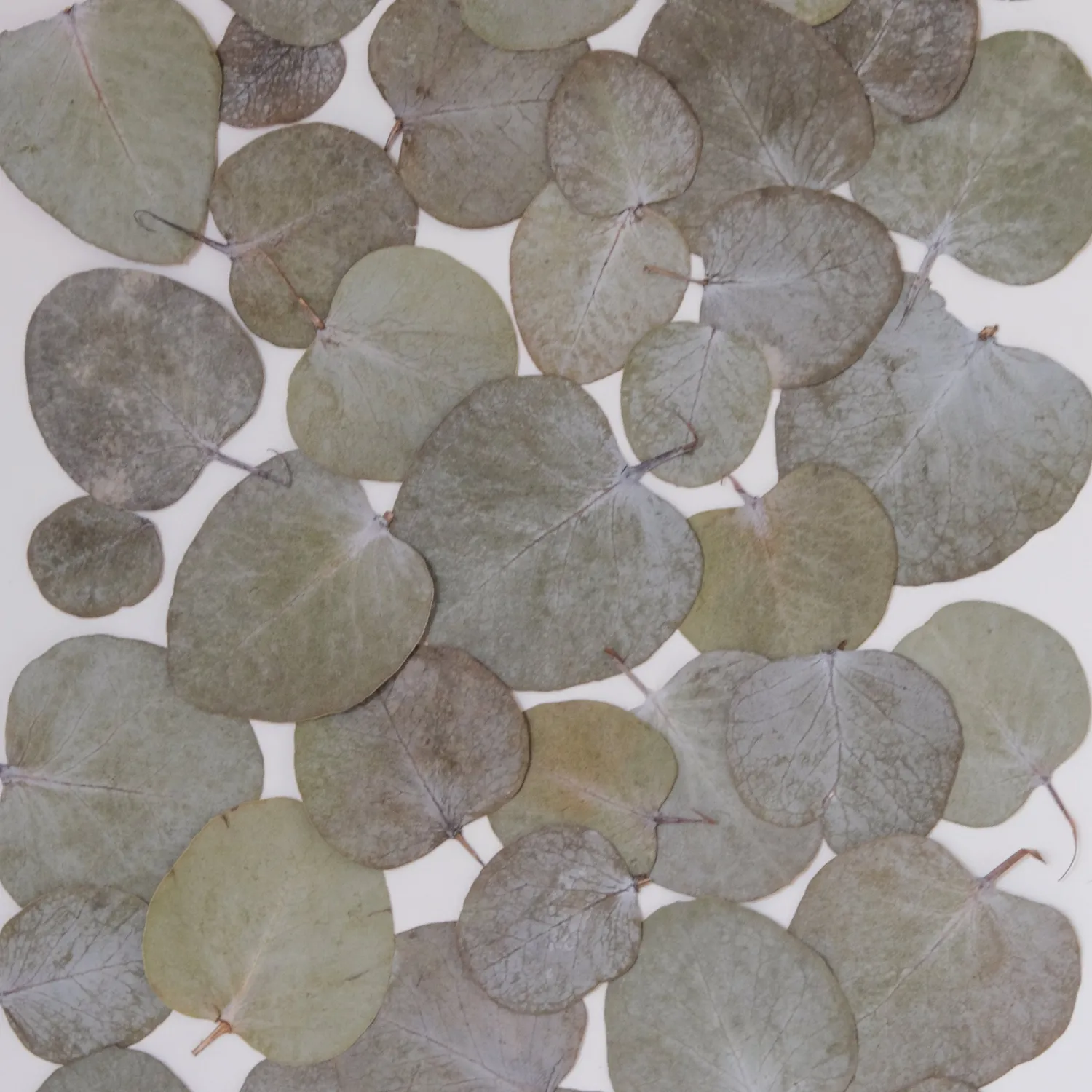 Horti Tuk herbier encadré 30x40 eucalyptus