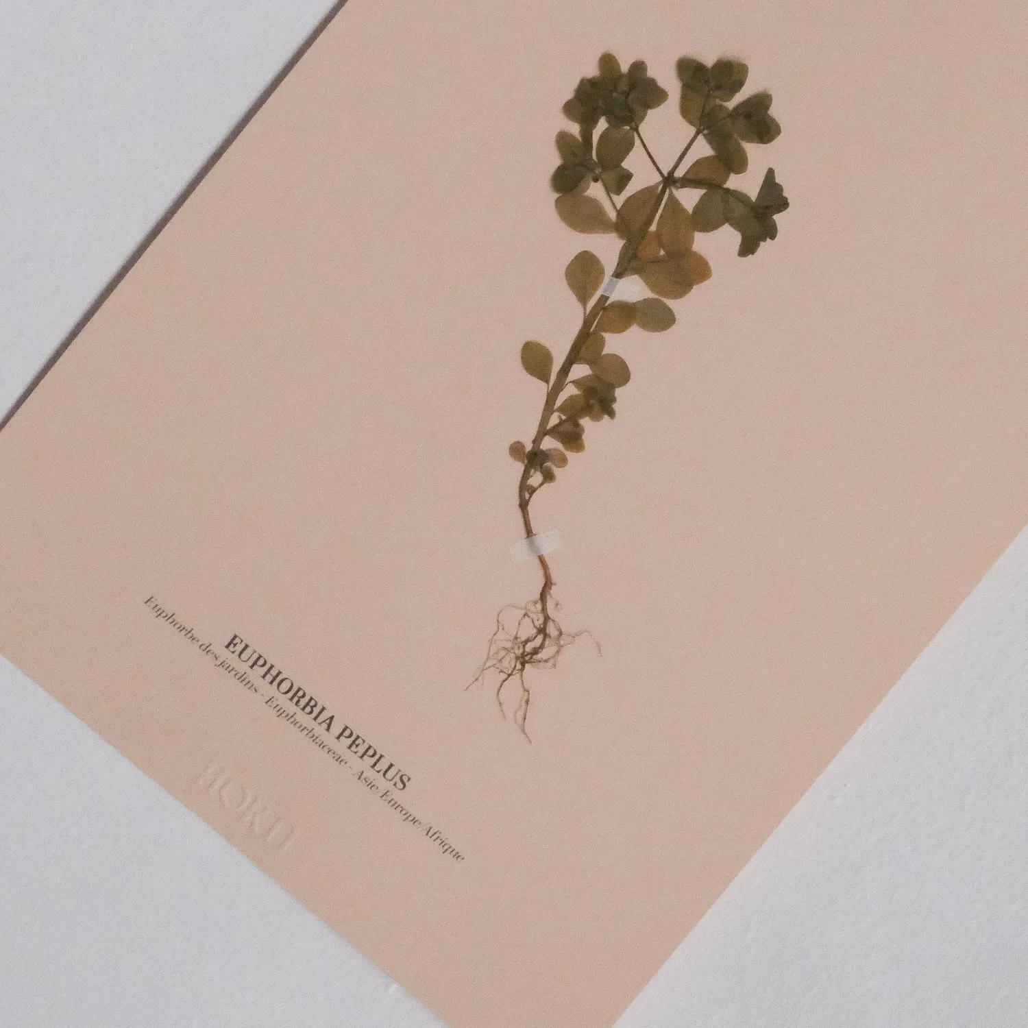 Horti Planche botanique N°03 herbier 21x30 cm encadré