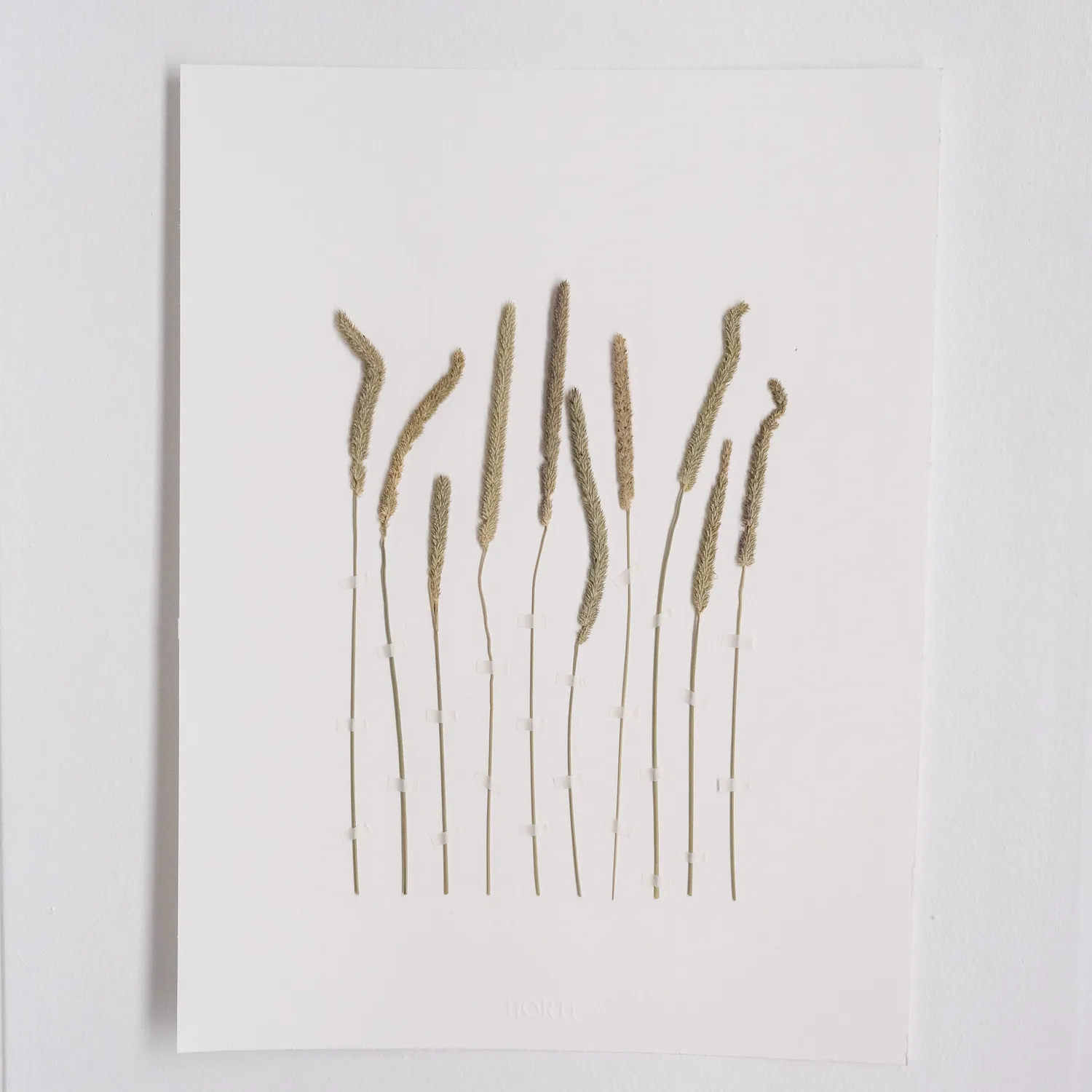 Horti WILD herbier 30x40 cm fléole