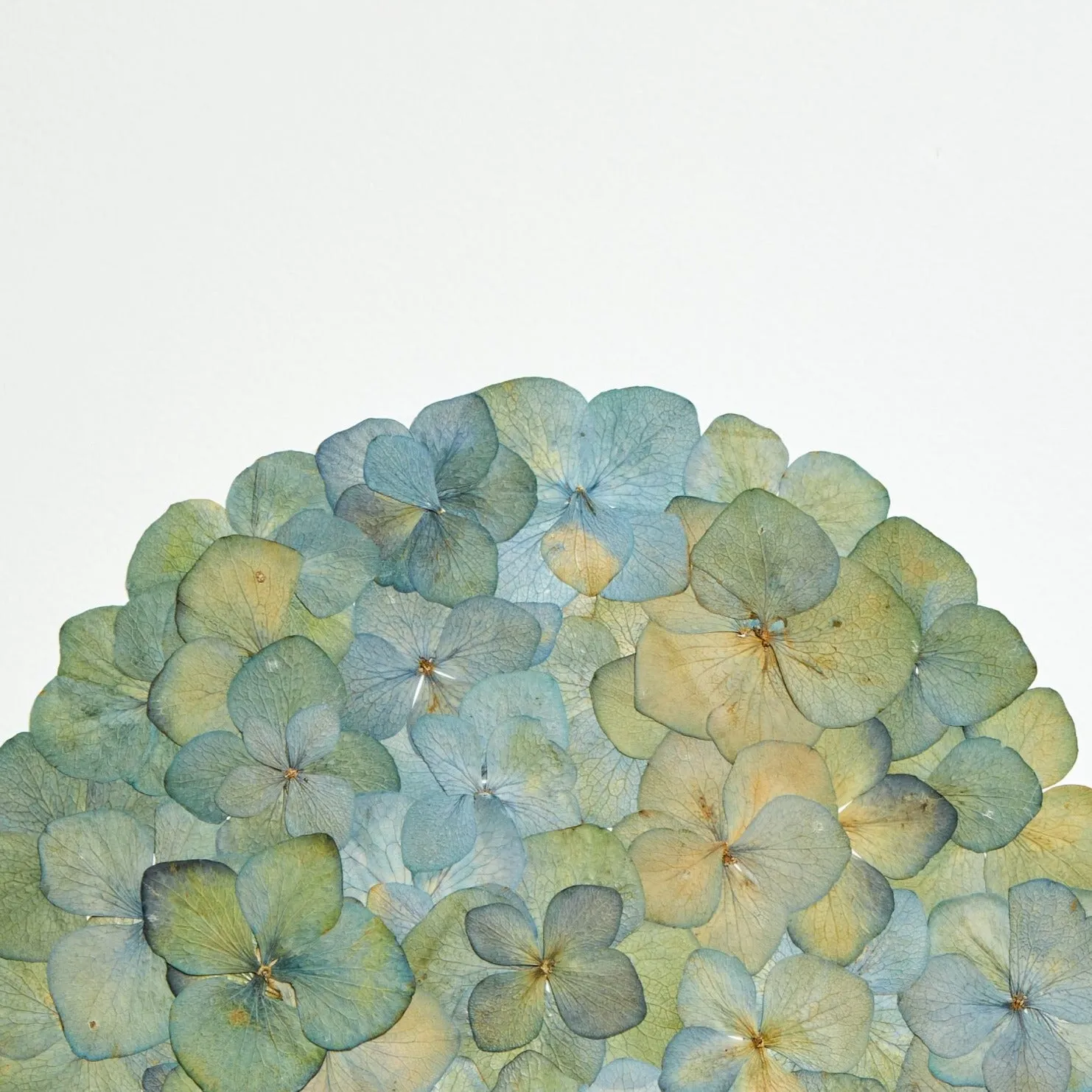 Horti Moon herbier encadré 30x40 cm hortensia