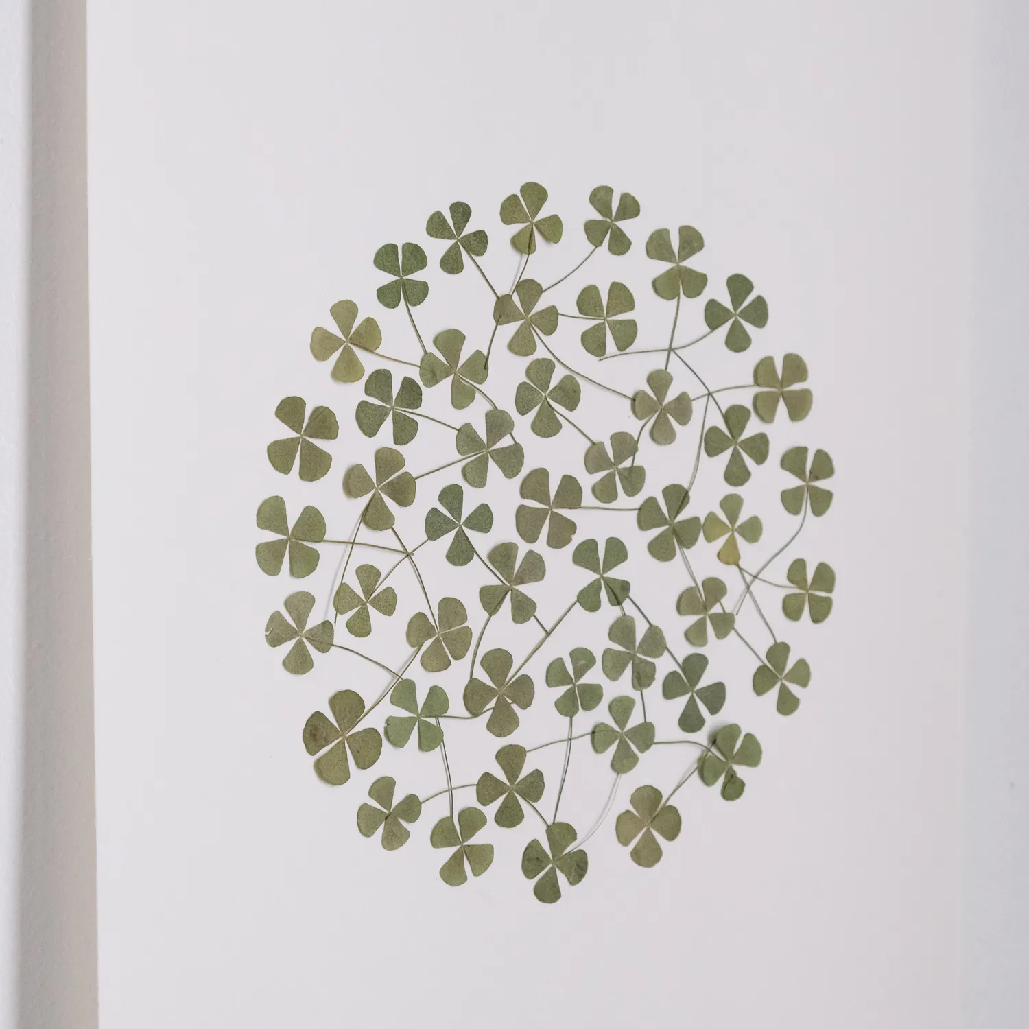 Horti Ego herbier encadré 30x40 trèfle