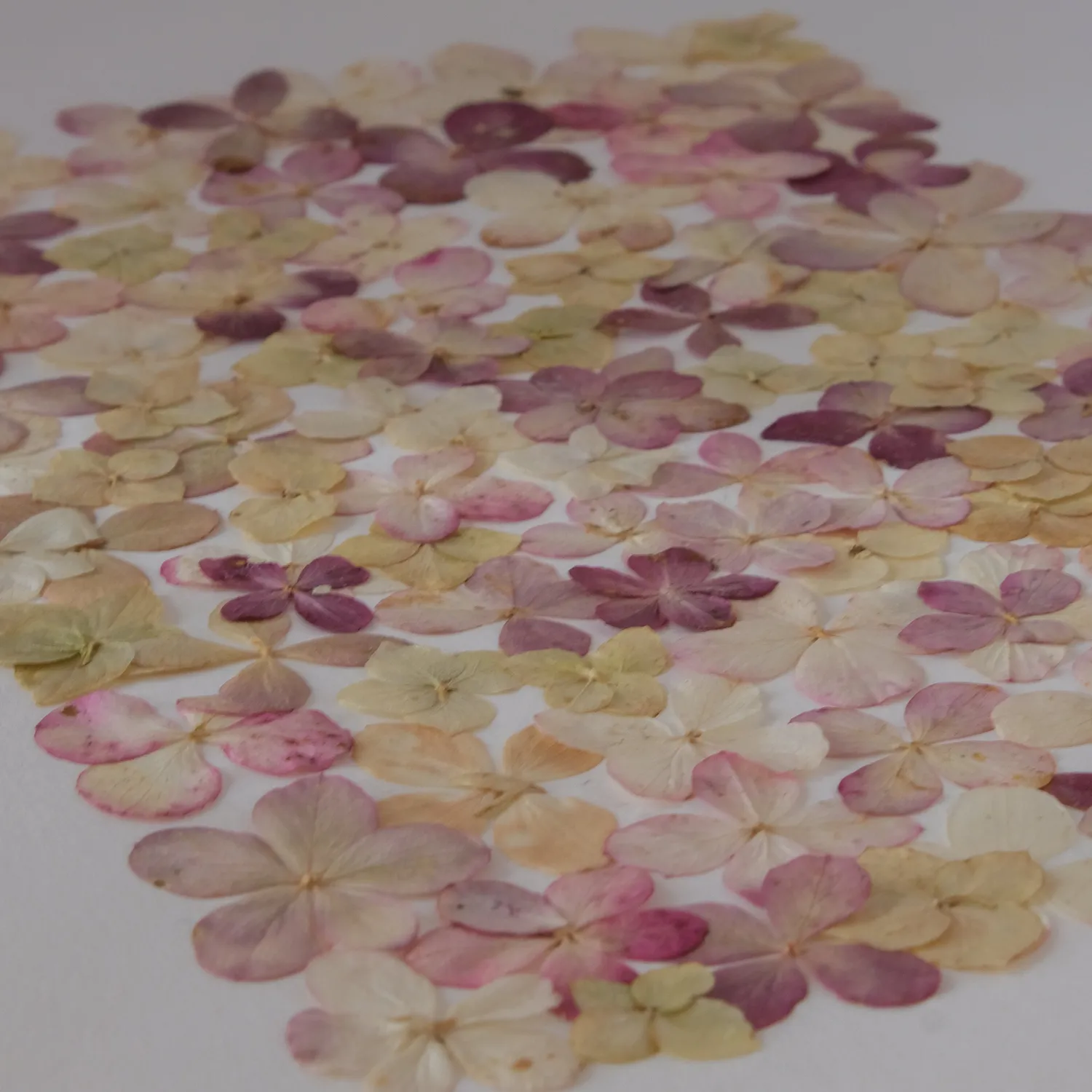Horti Elfi herbier encadré 30x40 cm hortensia