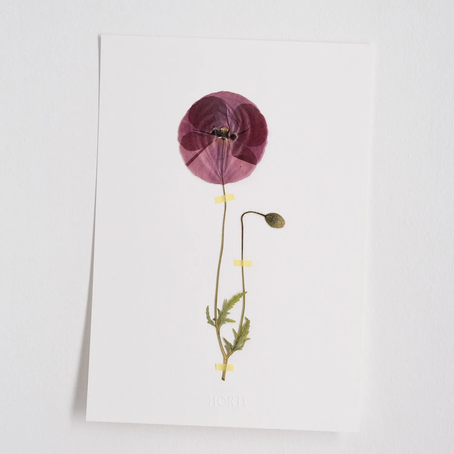 Horti Poppy herbier encadré 21x30cm coquelicot